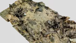 unidentified fossil CA1