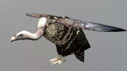 Vulture Bird