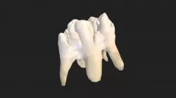 7th cheek tooth (3rd molar) pig (lower jaw)