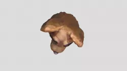 Avery Fursuit Head