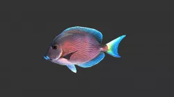 Blue Tang