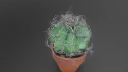 Cactus in pot Astrophytum capricorne