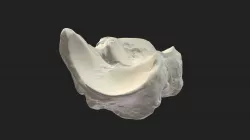 centroquartal bone (os centroquartale) cow