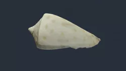 Conus spuroides