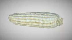 Corn 3D Scan Photogrammetry