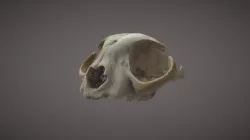Cráneo Gato / Cat skull