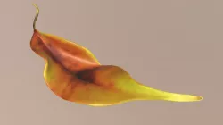Feuille ficus