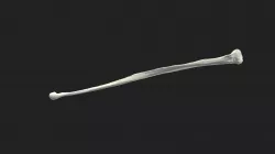 fibula (fibula) dog