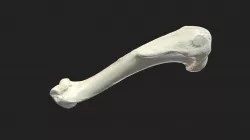 humerus (humerus) dog