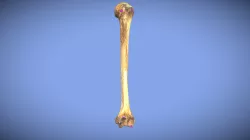 Humerus (Unlabeled)
