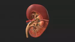Kidney