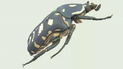 Macroscans Flower beetle eupoecila australasiae