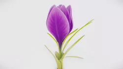 Magic Crocus