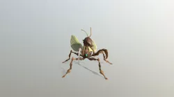 Mantis