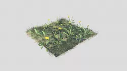 Meadow Patch Dandelion