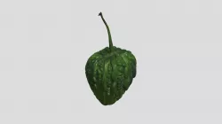 Momordica Charantia