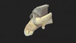 nasal cartilages (cartilagines nasi ext.) horse