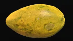 Papaya