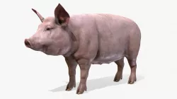 Pig animations