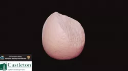 Pitted Hammerstone (SCADS_1_527)