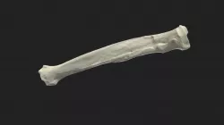 radius (radius) dog