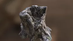 Rotted Tree Stump: Photoscaned