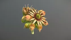 Sempervivum flower