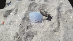 Shell and Crab Beach Photoscan