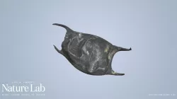 Skate Egg Case