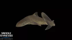 Spiny Dogfish - Squalus acanthias