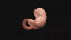 Stomach