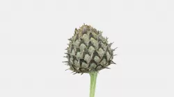 Thistle Bud - Macro scan