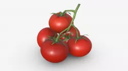 Tomato branch 01