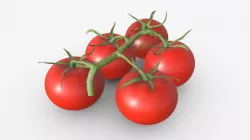 Tomato branch 02