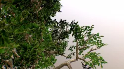 Tree 3