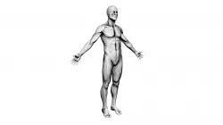 Écorché Study
