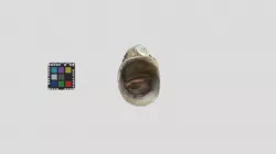 ヒロクチカノコ Neripteron sp.
