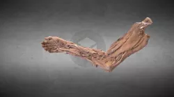 Arm muscles/Músculos del brazo