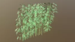 Bamboo