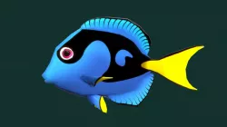 Blue Tang Fish