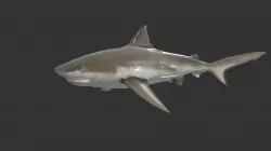 Bull Shark