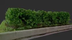 Bush. 0 Park. Plant.