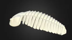 Carapace terminée