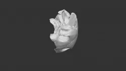 Caretta caretta, skull