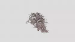 Cherry Tree