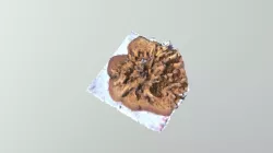 Coral Test 2