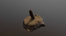 Coral Test