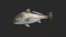 Corvina