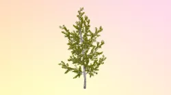 Dahoon Holly Male (Ilex Cassine)