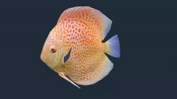 Discus